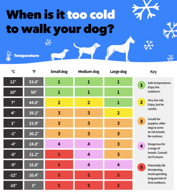 How to Build a Stress Free Dog Walking Routine (In Every Season)